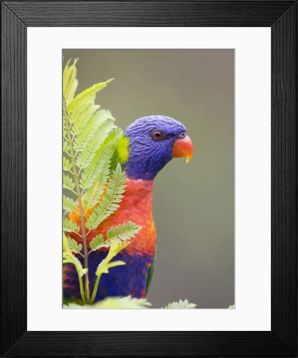 Framed Print : Rainbow Lorikeet Peering from behind a leaf. Queensland, Australia Framed Print : Rainbow Lorikeet Peering from behind a leaf. Queensland, Australia