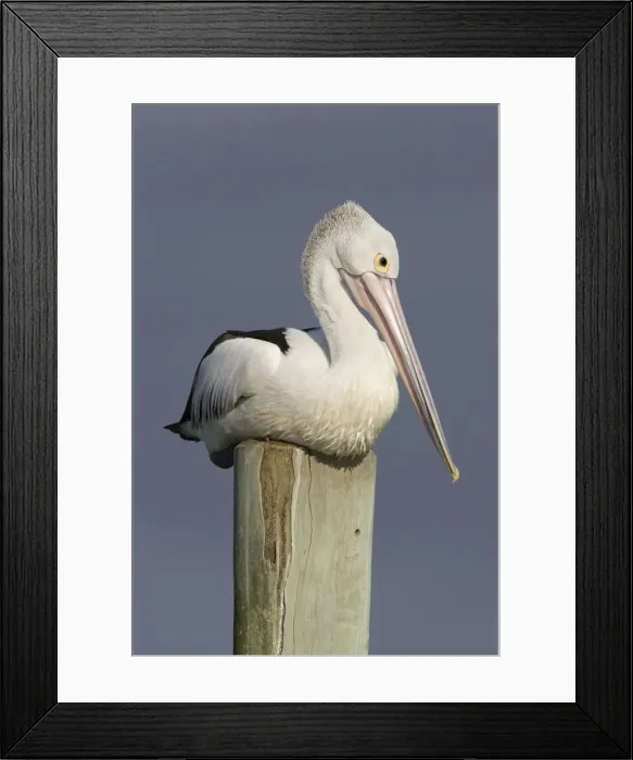 Framed Print : Australian Pelican Sitting on a jetty post in a fishing boat harbour. Noosaville, Sunshine Coast, Queensland, Australia Framed Print : Australian Pelican Sitting on a jetty post in a fishing boat harbour. Noosaville, Sunshine Coast, Queensland, Australia