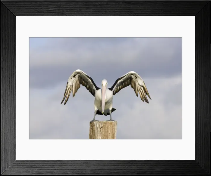 Framed Print : Australian Pelican - Alighting on a perch with wings outstretched - Noosaville, Sunshine Coast, Queensland, Australia Framed Print : Australian Pelican - Alighting on a perch with wings outstretched - Noosaville, Sunshine Coast, Queensland, Australia