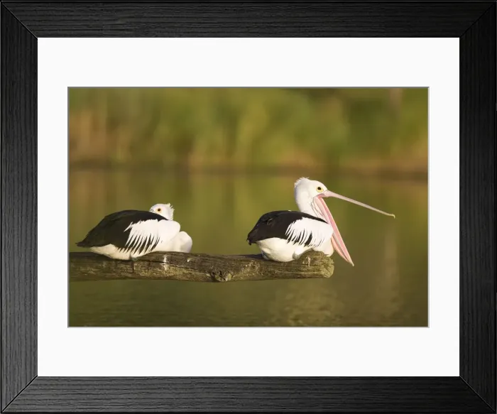 Framed Print : Australian Pelican Two birds on a favourite perch overhanging a freshwater lake. Queensland, Australia Framed Print : Australian Pelican Two birds on a favourite perch overhanging a freshwater lake. Queensland, Australia