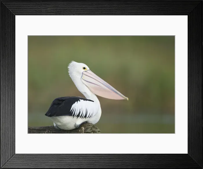Framed Print : Australian Pelican Sitting on a favourite perch overhanging a freshwater lake. Queensland, Australia Framed Print : Australian Pelican Sitting on a favourite perch overhanging a freshwater lake. Queensland, Australia