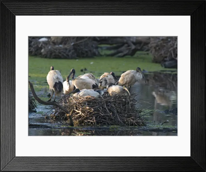 Framed Print : Sacred Ibis Group of birds on a large nest site in freshwater. Nr. Brisbane, Queensland, Australia Framed Print : Sacred Ibis Group of birds on a large nest site in freshwater. Nr. Brisbane, Queensland, Australia