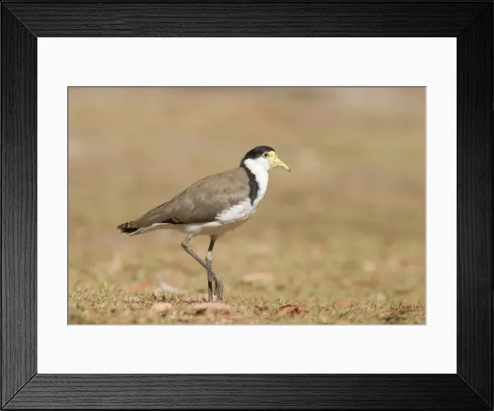 Framed Print : Masked Lapwing Queensland, Australia Framed Print : Masked Lapwing Queensland, Australia