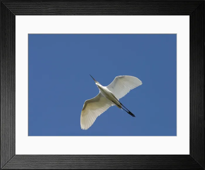 Framed Print : Great Egret Flying against a deep blue sky Queensland, Australia Framed Print : Great Egret Flying against a deep blue sky Queensland, Australia