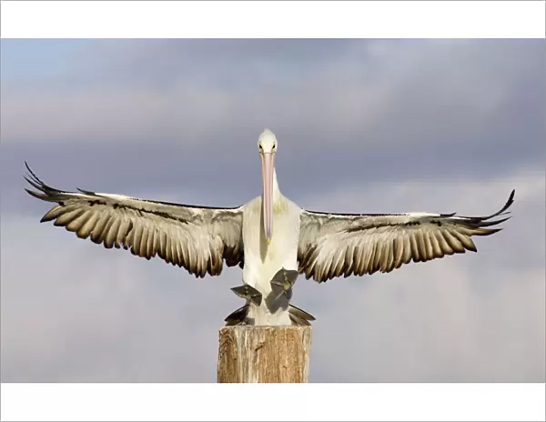 Australian Pelican Coming to alight on a perch woth wings outstretched. Noosaville, Sunshine Coast, Queensland, Australia