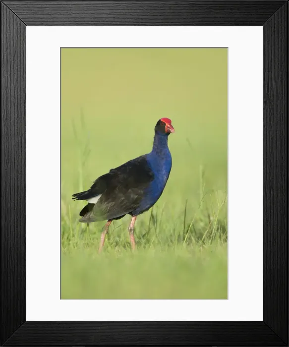 Framed Print : Purple Swamphen Eastern form of large gallinule. Walking through grass near the waters edge. Queensland, Australia Framed Print : Purple Swamphen Eastern form of large gallinule. Walking through grass near the waters edge. Queensland, Australia