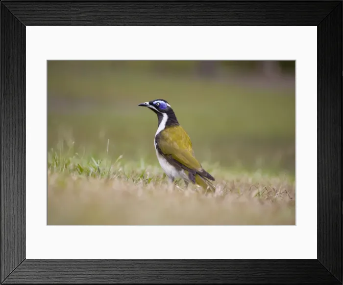 Framed Print : Blue-Faced Honeyeater Ground-evel view. Queensland, Australia