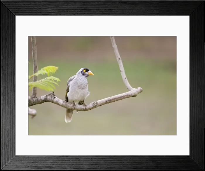 Framed Print : Noisy Miner Perched in a garden tree Queensland, Australia Framed Print : Noisy Miner Perched in a garden tree Queensland, Australia