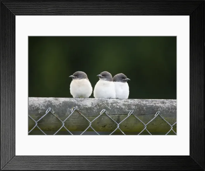 Framed Print : White-breasted Woodswallow Chicks Three fledgling chicks perched on a fence waiting to be fed. Queensland, Australia Framed Print : White-breasted Woodswallow Chicks Three fledgling chicks perched on a fence waiting to be fed. Queensland, Australia