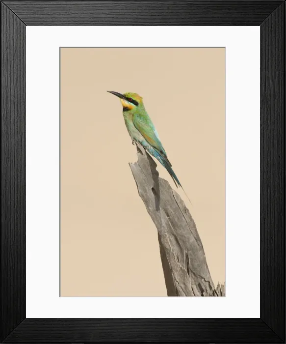 Framed Print : Rainbow Bee-Eater Perched on a favourite vantage point to hunt for insects among sand dunes. Great Sandy National Park, Cooloola, Queensland, Australia Framed Print : Rainbow Bee-Eater Perched on a favourite vantage point to hunt for insects among sand dunes. Great Sandy National Park, Cooloola, Queensland, Australia
