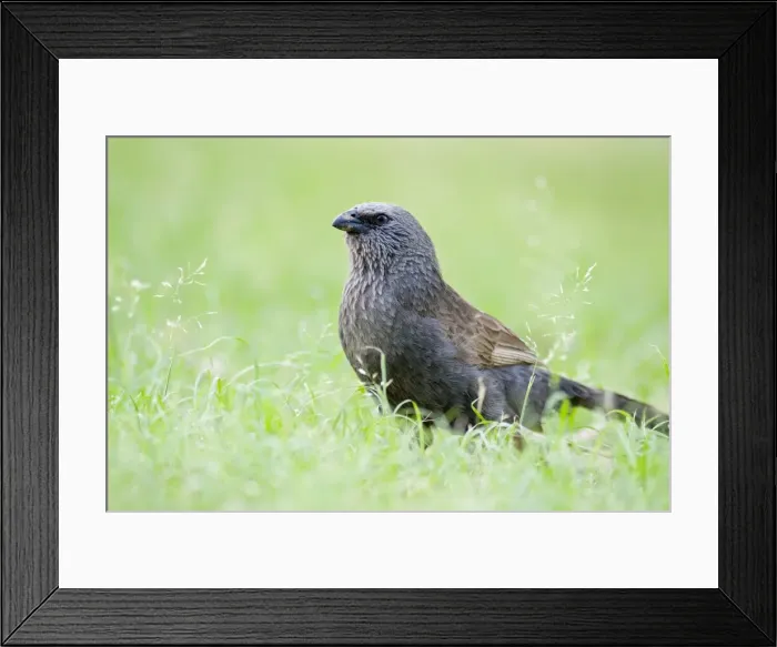 Framed Print : Apostlebird. Other names: Grey Jumper, Lousy Jack Queensland, Australia Framed Print : Apostlebird. Other names: Grey Jumper, Lousy Jack Queensland, Australia