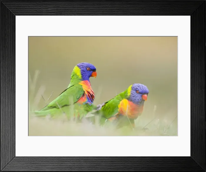 Framed Print : Rainbow Lorikeet - Two birds feeding on crumbs left on the ground - Queensland, Australia Framed Print : Rainbow Lorikeet - Two birds feeding on crumbs left on the ground - Queensland, Australia