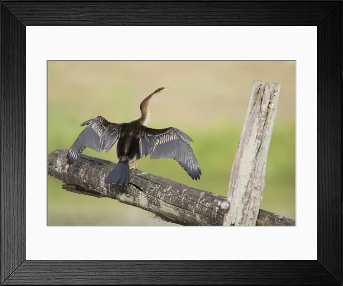 Framed Print : Australian Darter - With wings open to dry after swimming - Queensland, Australia Framed Print : Australian Darter - With wings open to dry after swimming - Queensland, Australia