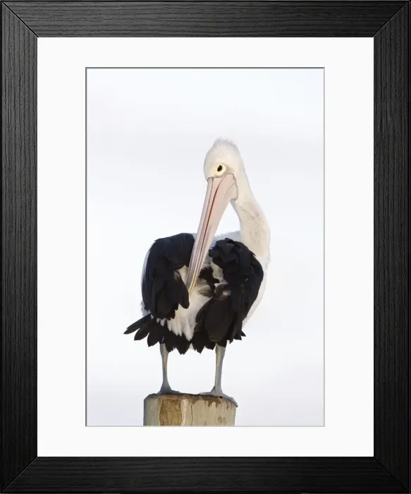 Framed Print : Australian Pelican - Collecting oil from a gland to preen and care for its feathers - Noosaville, Sunshine Coast, Queensland, Australia Framed Print : Australian Pelican - Collecting oil from a gland to preen and care for its feathers - Noosaville, Sunshine Coast, Queensland, Australia