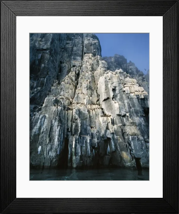 Framed Print : Brunnich's Guillemots / Murre Nesting on cliffs, Spitzbergen, Norway Framed Print : Brunnich's Guillemots / Murre Nesting on cliffs, Spitzbergen, Norway