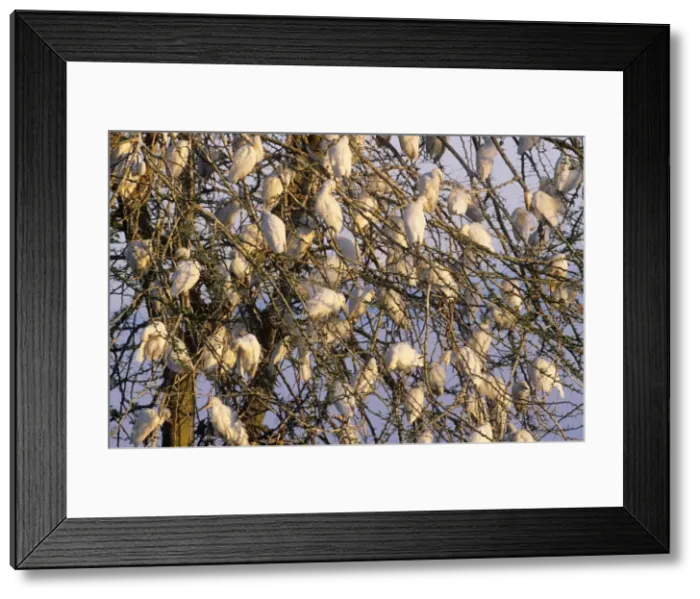 Framed Print : Cattle Egret - roosting in Acacia Tree Framed Print : Cattle Egret - roosting in Acacia Tree