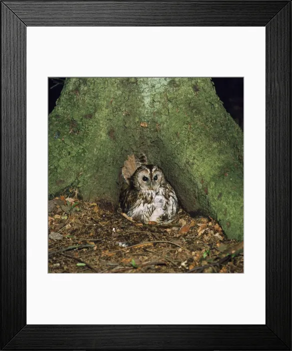 Framed Print : Tawny Owl - with two chicks & food Framed Print : Tawny Owl - with two chicks & food