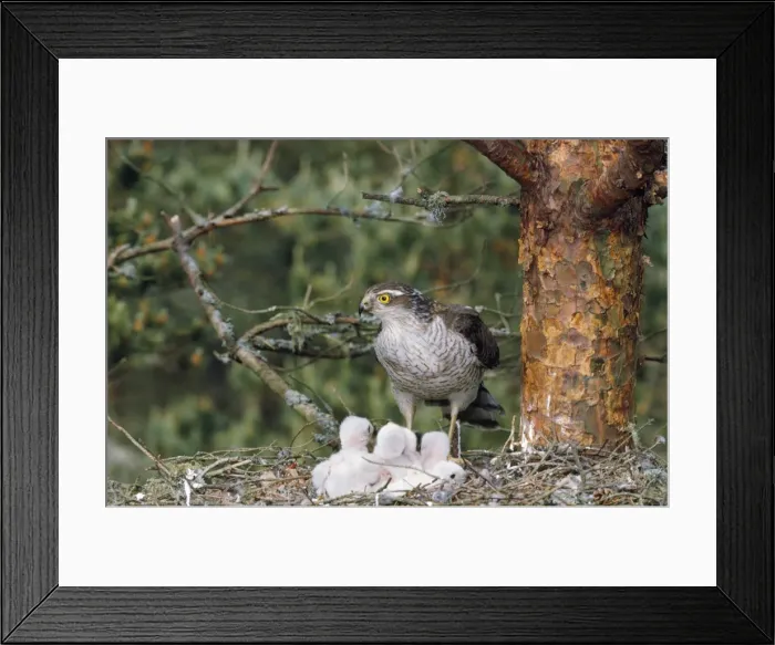 Framed Print : Sparrowhawk - with young Framed Print : Sparrowhawk - with young