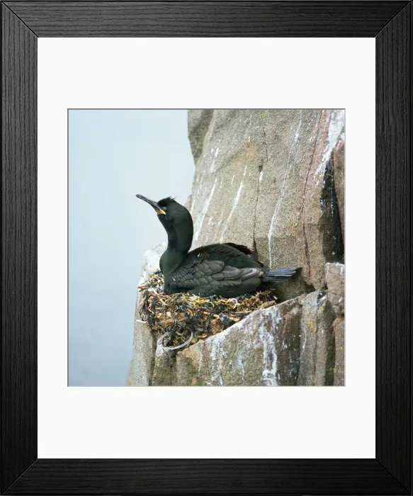 Framed Print : Shag - on nest Framed Print : Shag - on nest