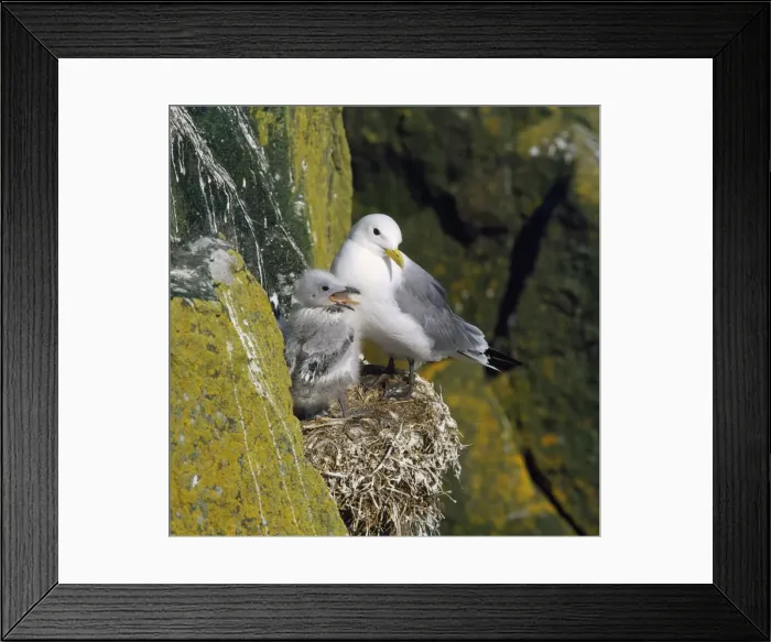 Framed Print : Kittiwake - adult at nest with young Framed Print : Kittiwake - adult at nest with young