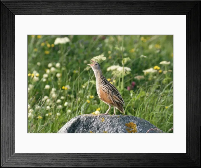 Framed Print : Corncrake - calling Framed Print : Corncrake - calling