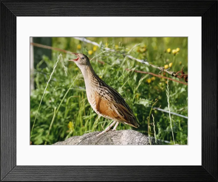 Framed Print : Corncrake - calling Framed Print : Corncrake - calling