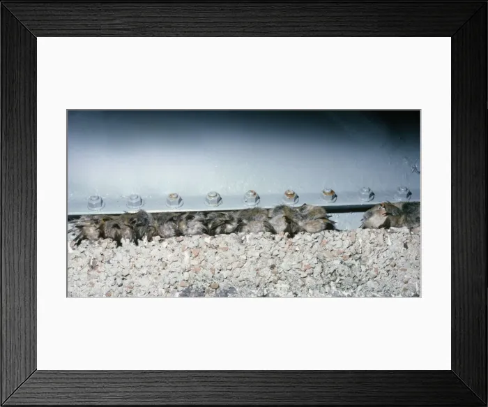 Framed Print : Migrating Goldcrests - Roosting under a watertank Framed Print : Migrating Goldcrests - Roosting under a watertank