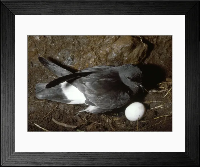 Framed Print : Strom Petrel - at nest with single egg Framed Print : Strom Petrel - at nest with single egg