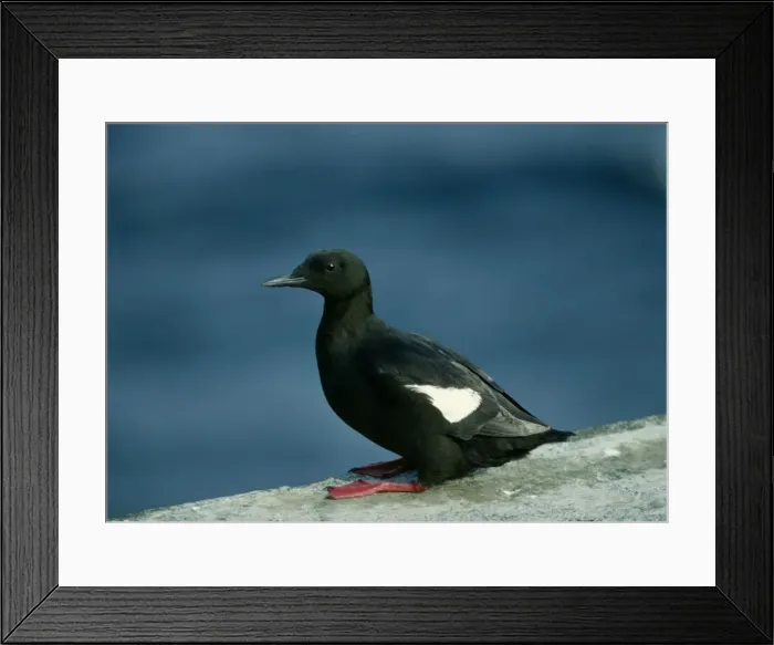 Framed Print : Black Guillemot - On rock Framed Print : Black Guillemot - On rock