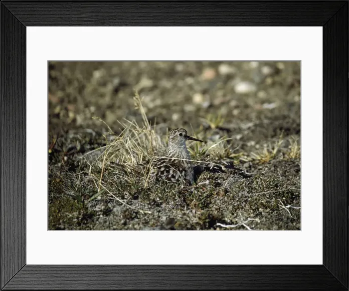 Framed Print : Baird's Sandpiper Framed Print : Baird's Sandpiper