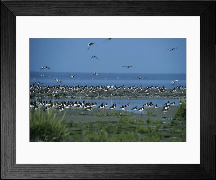 Framed Print : Oystercatcher At high tide Framed Print : Oystercatcher At high tide