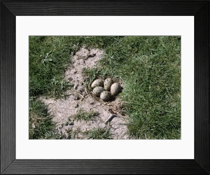 Framed Print : Avocet - nest with 5 eggs Framed Print : Avocet - nest with 5 eggs