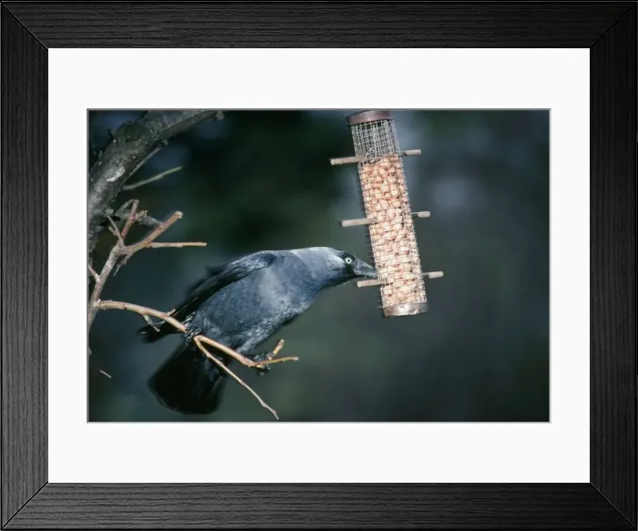 Framed Print : Jackdaw - eating peanuts from birdfeeder Framed Print : Jackdaw - eating peanuts from birdfeeder