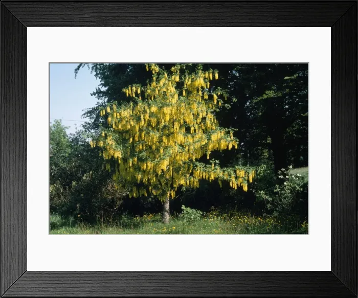 Framed Print : Laburnum UK Framed Print : Laburnum UK