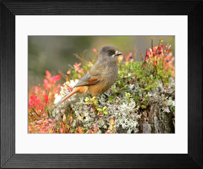 Framed Print : Siberian Jay single individual sitting on a trunk with autumn coloured blueberry shrub Fulufjaellet National Park, Sweden Framed Print : Siberian Jay single individual sitting on a trunk with autumn coloured blueberry shrub Fulufjaellet National Park, Sweden