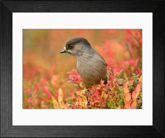 Framed Print : Siberian Jay portrait of a single individual sitting on a trunk surrounded by autumn coloured blueberry shrub Fulufjaellet National Park, Sweden Framed Print : Siberian Jay portrait of a single individual sitting on a trunk surrounded by autumn coloured blueberry shrub Fulufjaellet National Park, Sweden