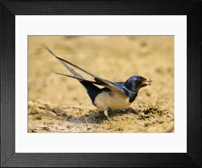 Framed Print : Barn Swallow single individual collecting clay for nest construction Croatia Framed Print : Barn Swallow single individual collecting clay for nest construction Croatia