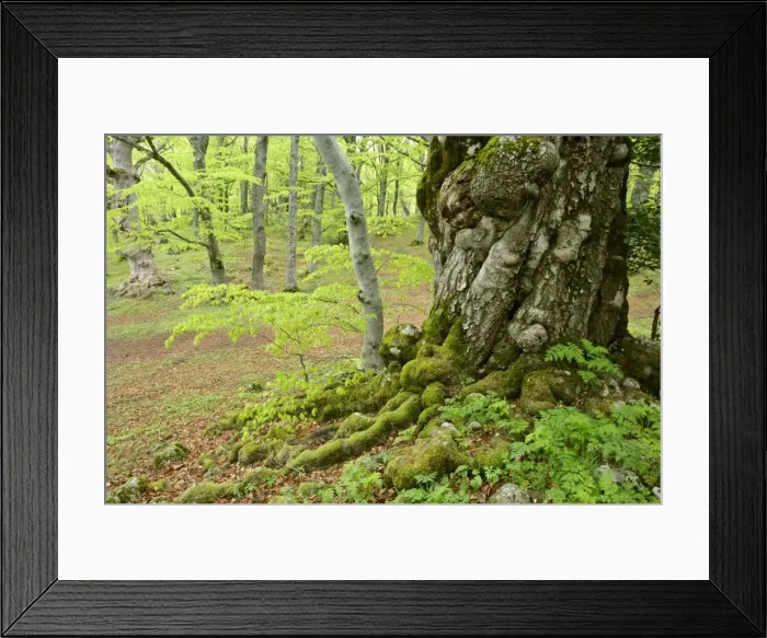 Framed Print : Beech forest giant specimen in Bosco di Sant Antonio in early spring Abruzzian mountains, Majella National Park, Italy Framed Print : Beech forest giant specimen in Bosco di Sant Antonio in early spring Abruzzian mountains, Majella National Park, Italy