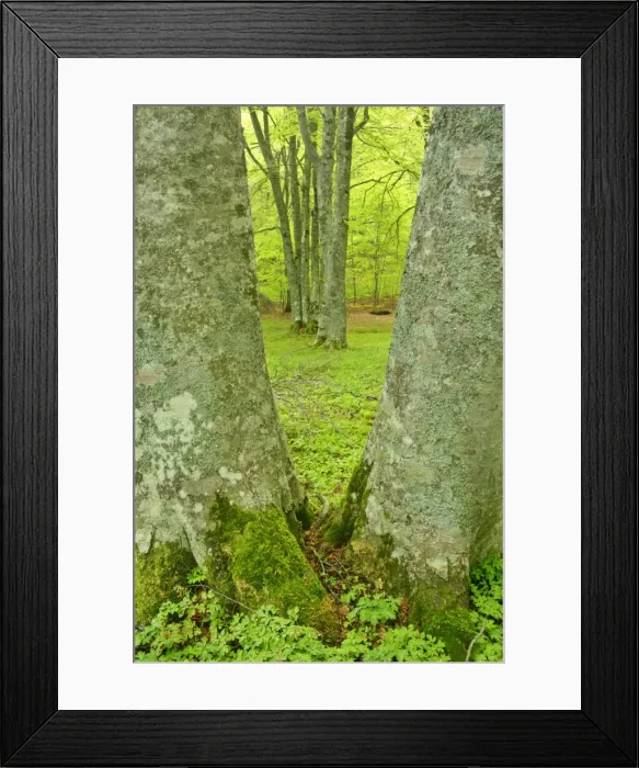 Framed Print : Beech forest two giant specimen framing others in Bosco di Sant Antonio in early spring Majella National Park, Abruzzian mountains, Italy Framed Print : Beech forest two giant specimen framing others in Bosco di Sant Antonio in early spring Majella National Park, Abruzzian mountains, Italy