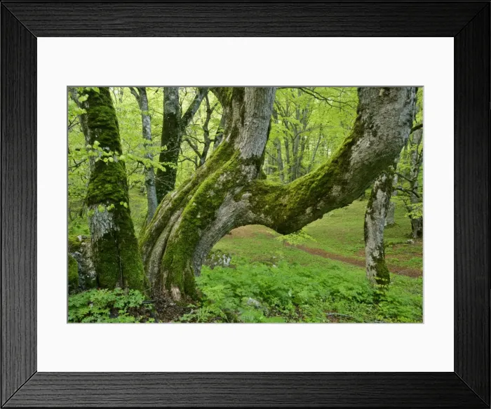 Framed Print : Beech forest ancient specimen in Bosco di Sant Antonio Majella National Park, Abruzzian Mountains, Italy Framed Print : Beech forest ancient specimen in Bosco di Sant Antonio Majella National Park, Abruzzian Mountains, Italy