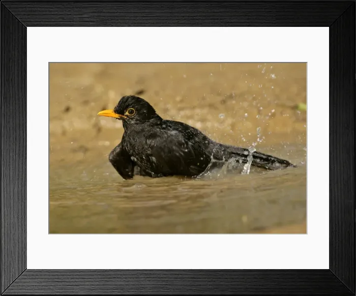 Framed Print : Blackbird bathing in rain puddle flapping it's wings Croatia Framed Print : Blackbird bathing in rain puddle flapping it's wings Croatia