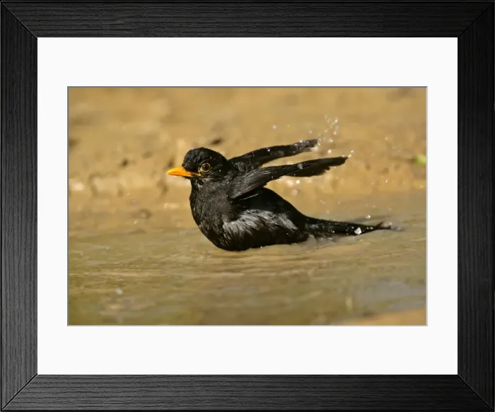 Framed Print : Blackbird bathing in a rain puddle flapping it's wings Croatia Framed Print : Blackbird bathing in a rain puddle flapping it's wings Croatia