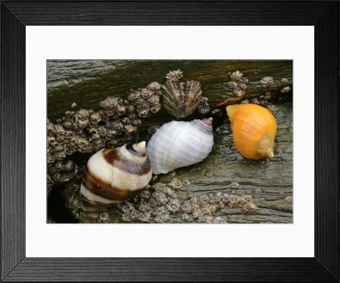 Framed Print : Dogwhelks colourful individuals on a rock at low tide beach of Bedruthan Steps, Cornwall, England, UK Framed Print : Dogwhelks colourful individuals on a rock at low tide beach of Bedruthan Steps, Cornwall, England, UK