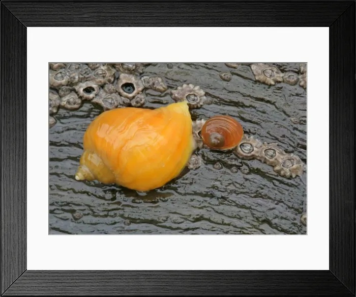 Framed Print : Dogwhelk colourful dogwhelk on a rock at low tide beach of Bedruthan Steps, Cornwall, England, UK Framed Print : Dogwhelk colourful dogwhelk on a rock at low tide beach of Bedruthan Steps, Cornwall, England, UK