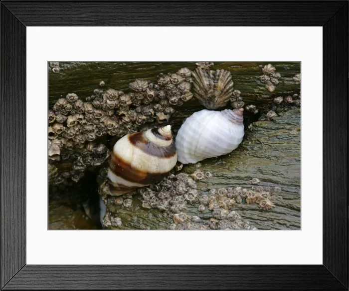 Framed Print : Dogwhelks on a rock at low tide beach of Bedruthan Steps, Cornwall, England, UK Framed Print : Dogwhelks on a rock at low tide beach of Bedruthan Steps, Cornwall, England, UK