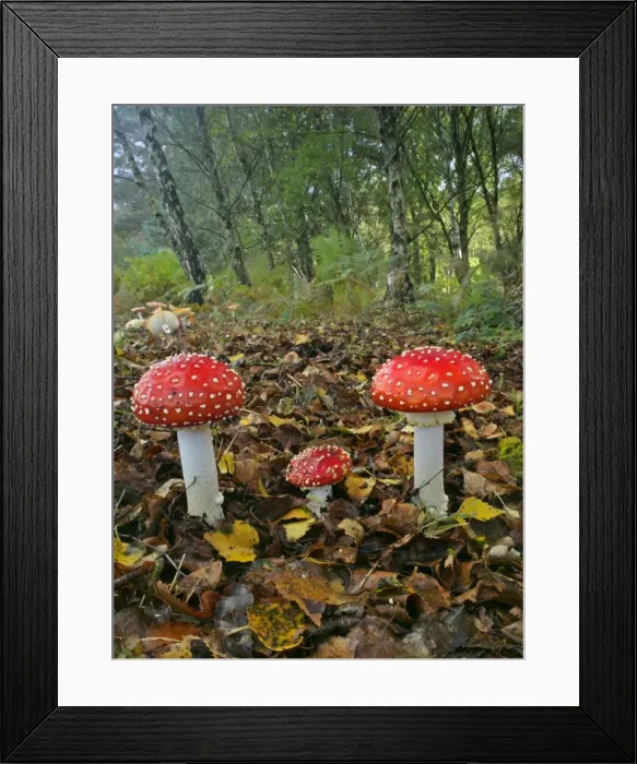 Framed Print : Fly agaric several specimen in forest with birch trees New Forest National Park, Hampshire, England, UK Framed Print : Fly agaric several specimen in forest with birch trees New Forest National Park, Hampshire, England, UK