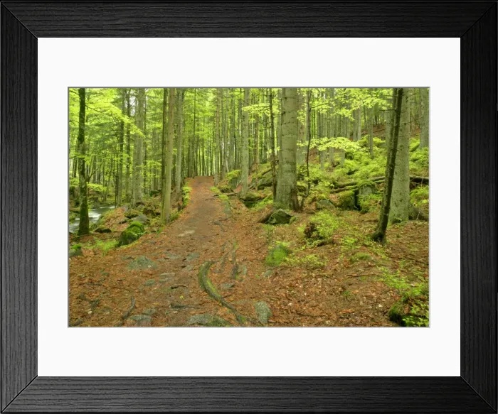 Framed Print : Footpath in primeval forest in springtime Bavaria Forest National Park, Bavaria, Germany Framed Print : Footpath in primeval forest in springtime Bavaria Forest National Park, Bavaria, Germany