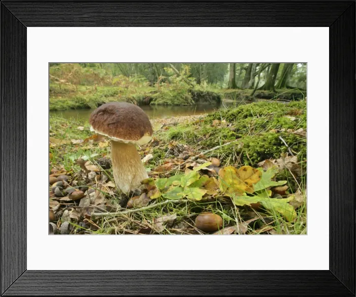 Framed Print : King bolete splendid specimen in oak forest New Forest National Park, Hampshire, England, UK Framed Print : King bolete splendid specimen in oak forest New Forest National Park, Hampshire, England, UK