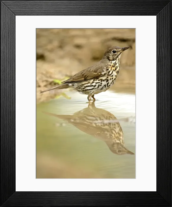 Framed Print : Mistle Thrush at rain puddle with reflection Croatia Framed Print : Mistle Thrush at rain puddle with reflection Croatia