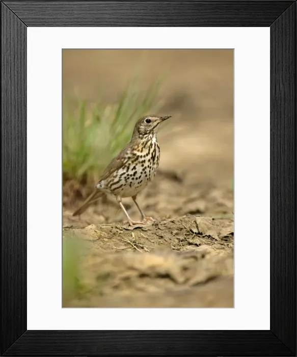 Framed Print : Mistle Thrush at rain puddle Croatia Framed Print : Mistle Thrush at rain puddle Croatia